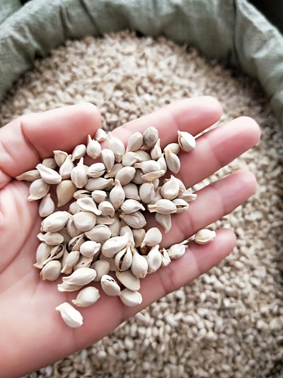 中药材橘核 橘子仁