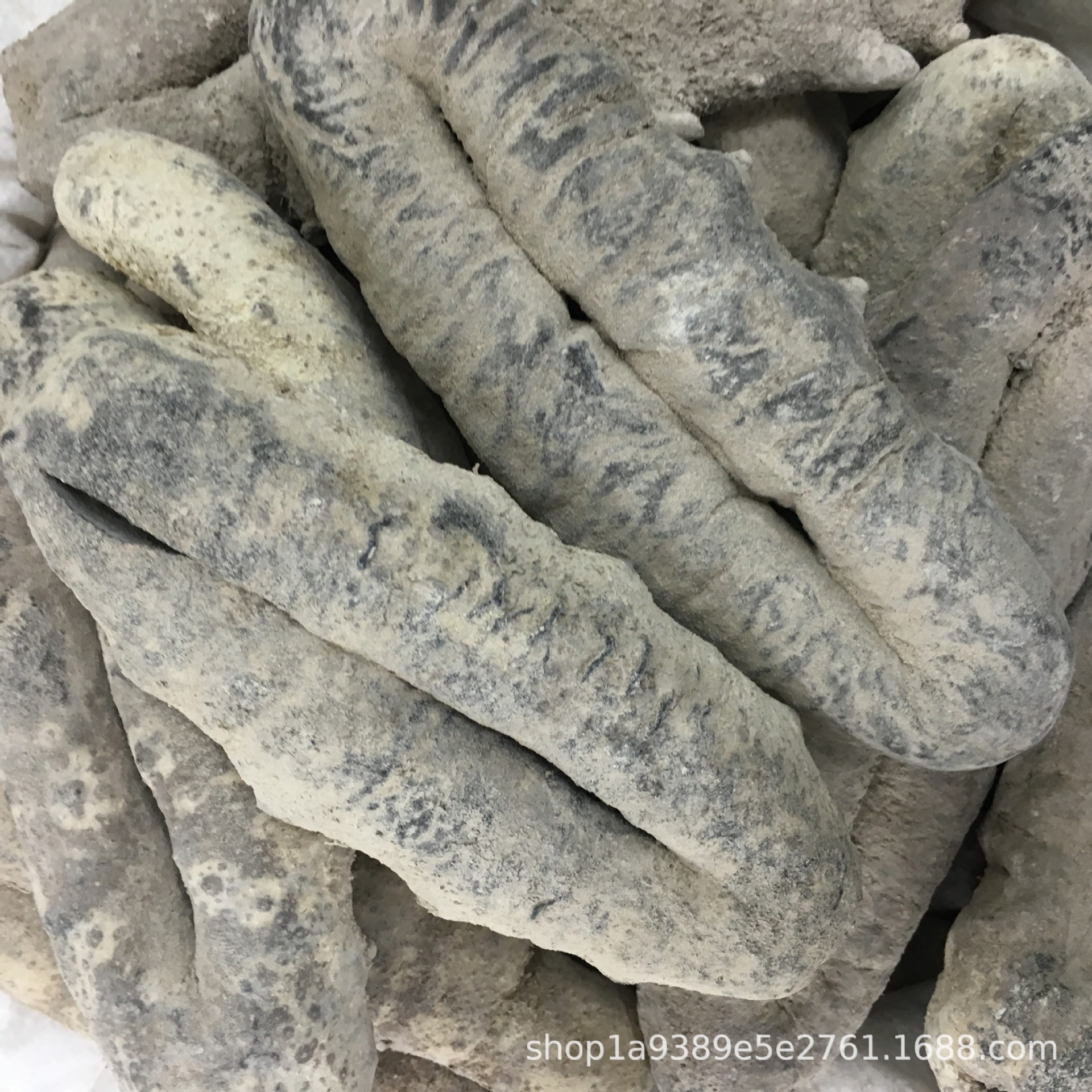 猪婆参 澳洲猪婆参 3到4头 野生淡干海参批发