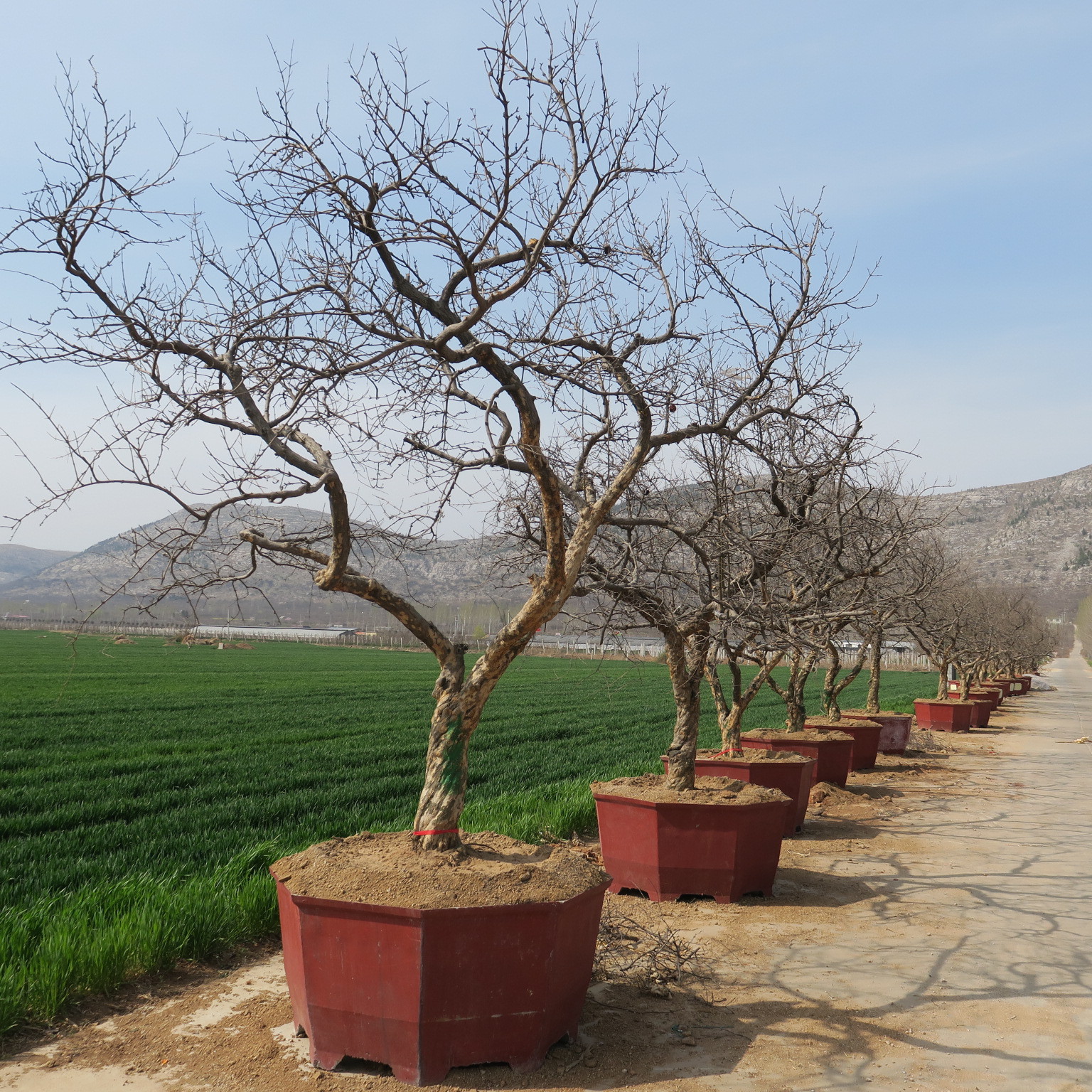 联系方式公司档案全部商品首页找工厂找货源本店关注领券树形好 62