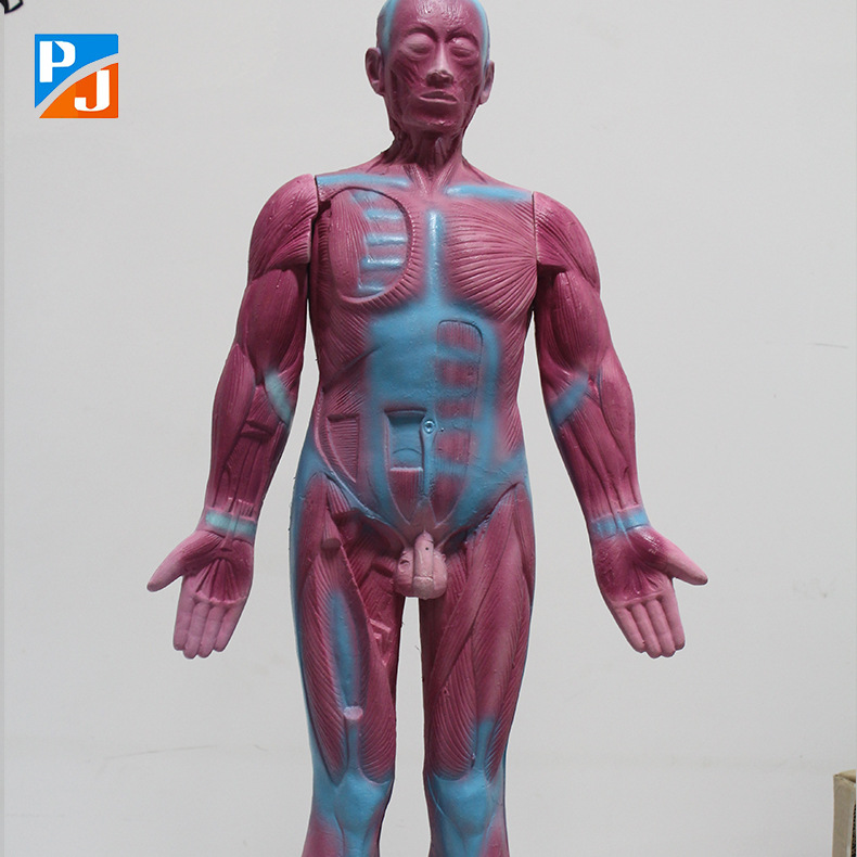 人体肌肉模型生物医学教学实验仪器人体浅层肌肉躯干解剖模型教具