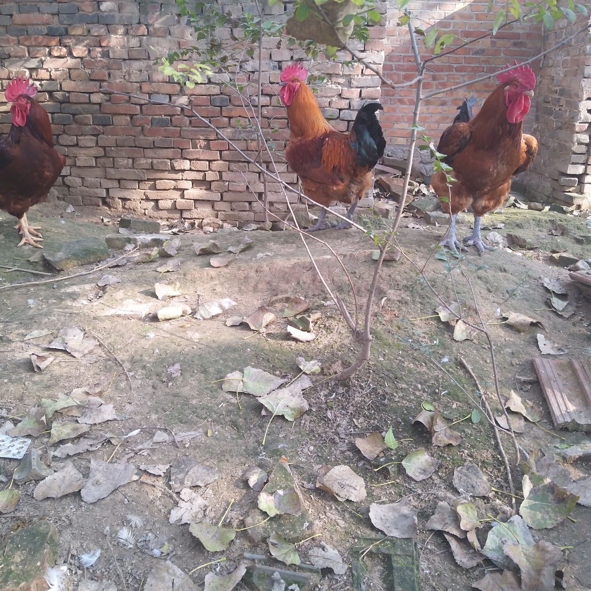 出壳黑腿麻鸡苗 防疫齐全 青脚麻肉鸡苗 清远麻鸡苗 麻鸡苗养殖户