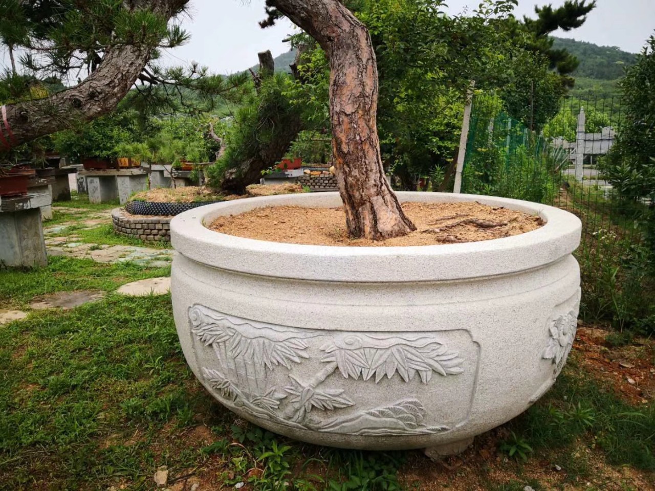 定制仿古石雕花盆庭院石缸黑松花盆