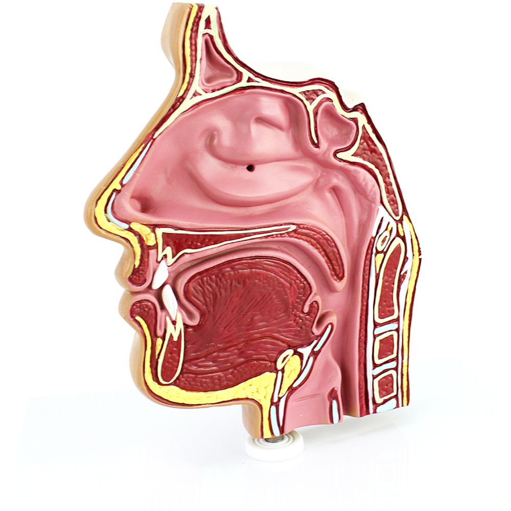 人体医学鼻腔解剖模型 鼻腔内窥镜穿刺 鼻腔解剖模型 耳鼻喉科
