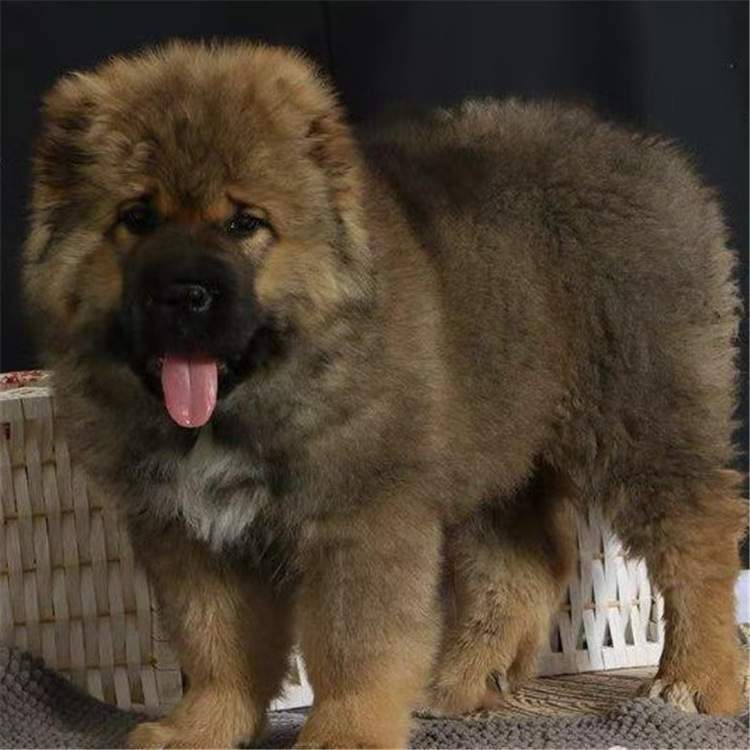 高加索活体幼犬巨型活体俄罗斯熊版高加索犬大型护卫猛犬高加索犬