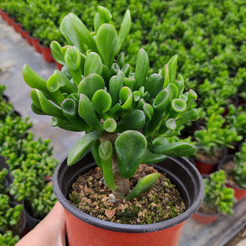 吸财树多肉植物批发筒叶花月大颗整桩多头大群老桩青州花卉直批