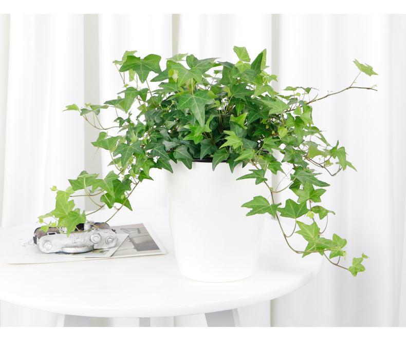 常春藤盆栽长春藤室内绿植花卉长藤四季常青藤盆栽垂藤长藤植物