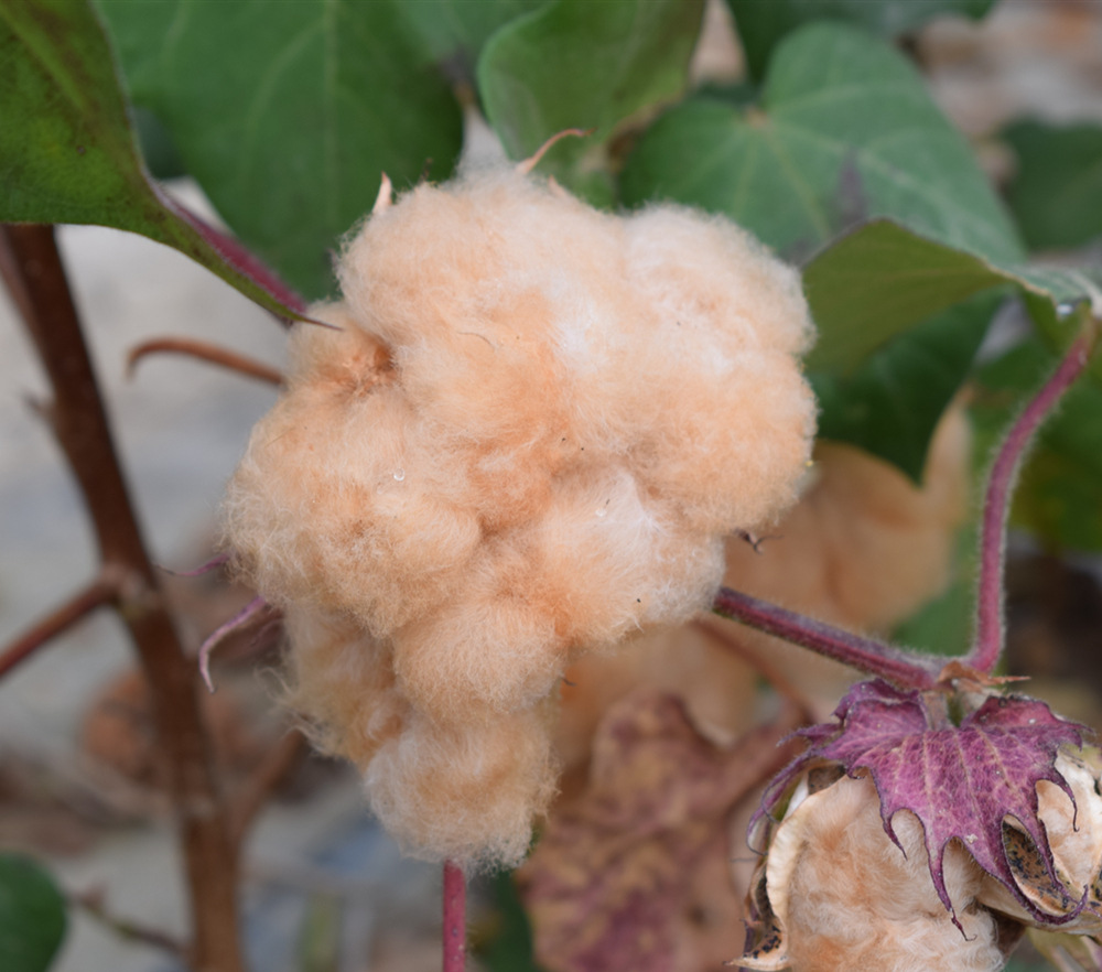 有机彩棉面料 有机彩棉双面针织布 190gsm 有机棉婴幼儿服装面料