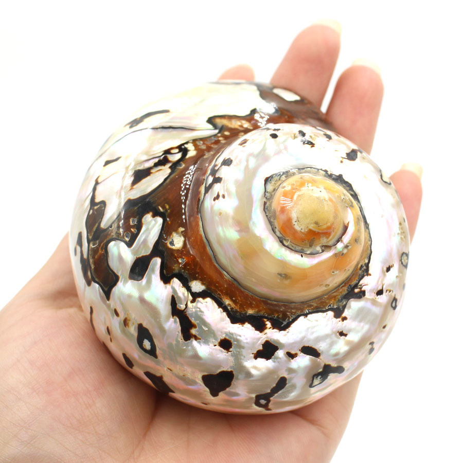 特大天然海螺南非蝾螺鱼缸水族箱饰品景区海景装饰跨境外贸新品