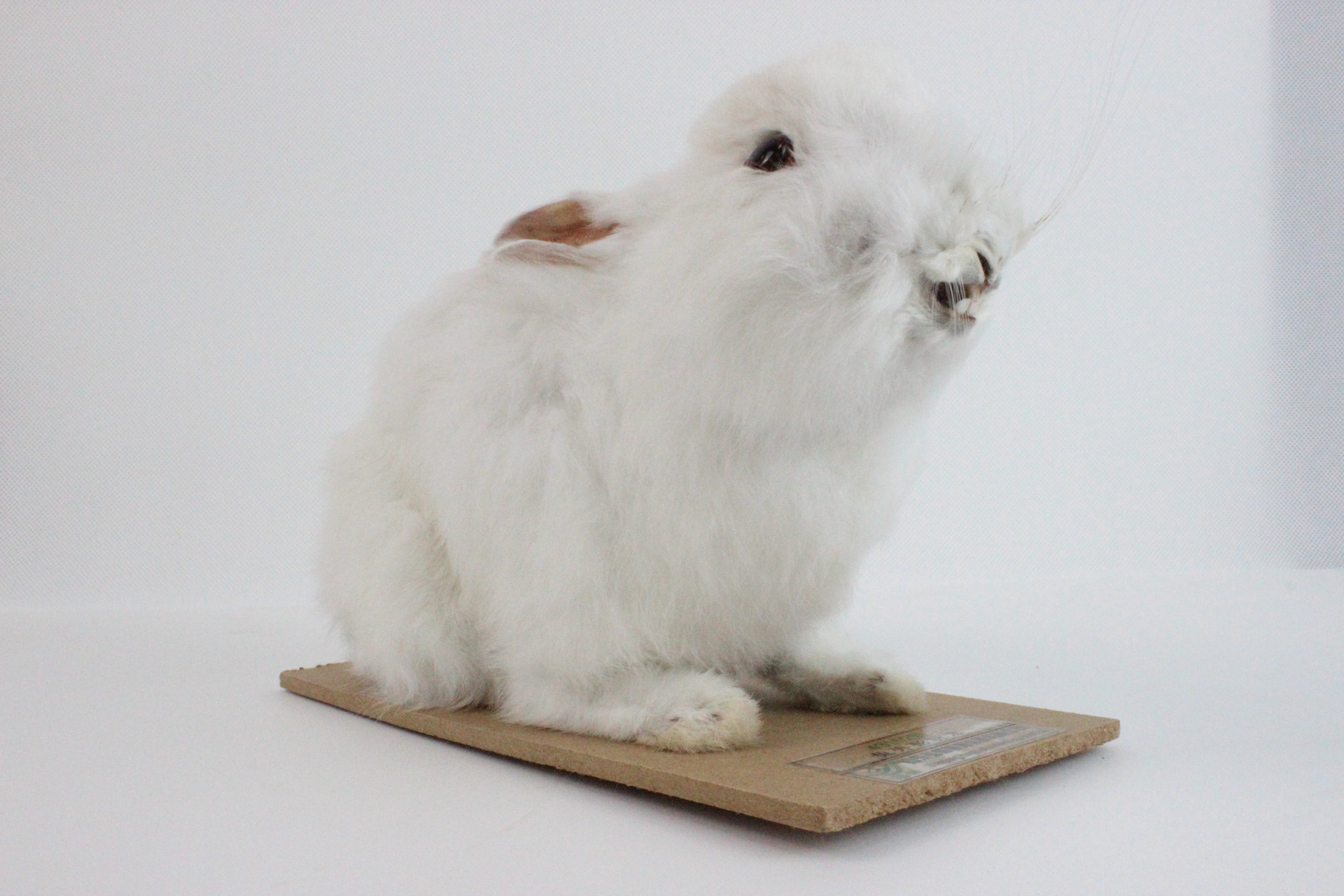 【标本兔子】-标本兔子厂家,品牌,图片,热帖-阿里巴巴