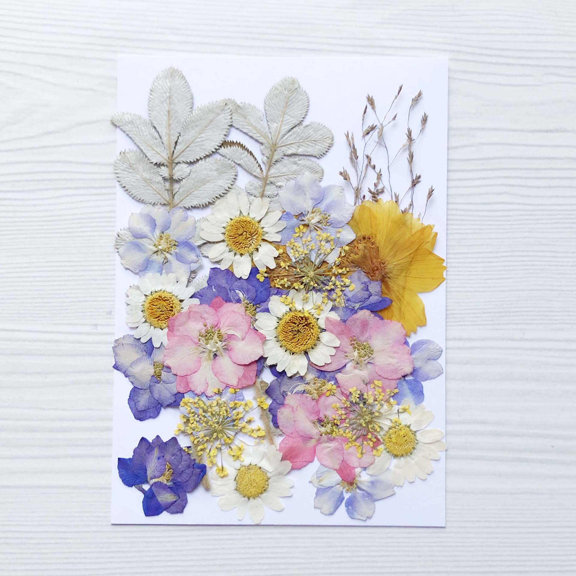 押花diy干花压花包滴胶手机壳 植物标本写真贴幼儿园手工花材包