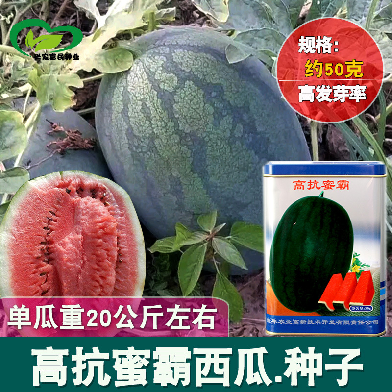 景丰农业蜜霸大西瓜种子 懒汉免整枝露地大棚大西瓜种子