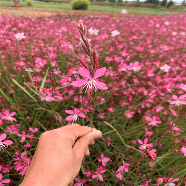 红花山桃草自种自销粉花山桃草鑫联园艺河北红花山桃草现货