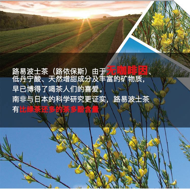 南非国宝茶长切线叶金雀花茶原料工业提取路易波士茶博士桌山红茶