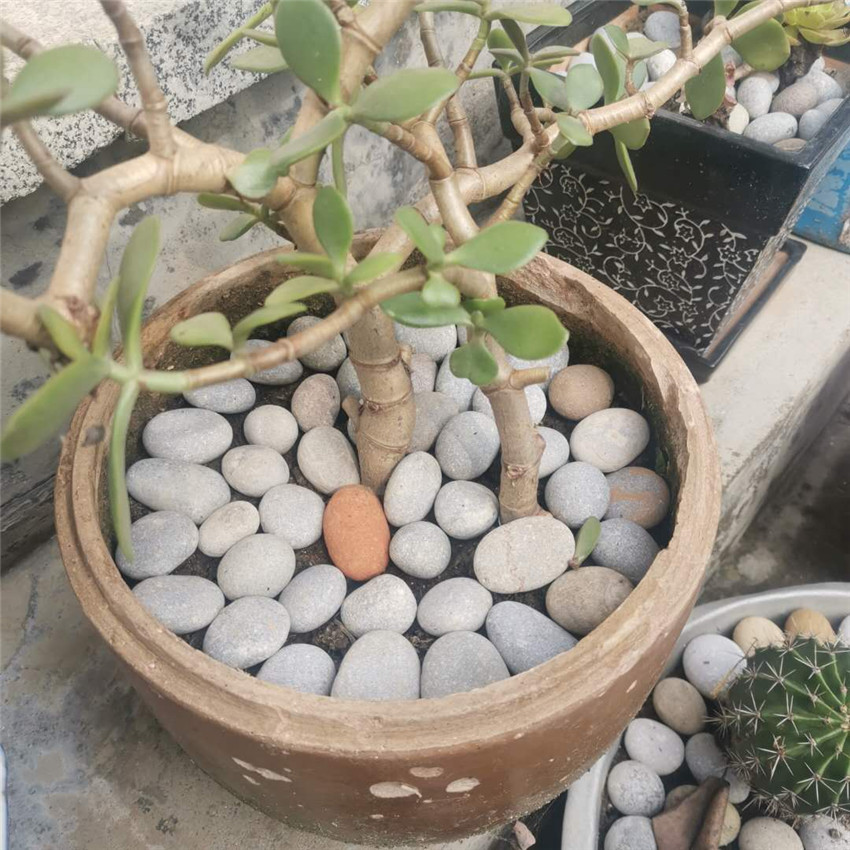 鹅卵石 盆景用鹅卵石 造景鹅卵石 河卵石