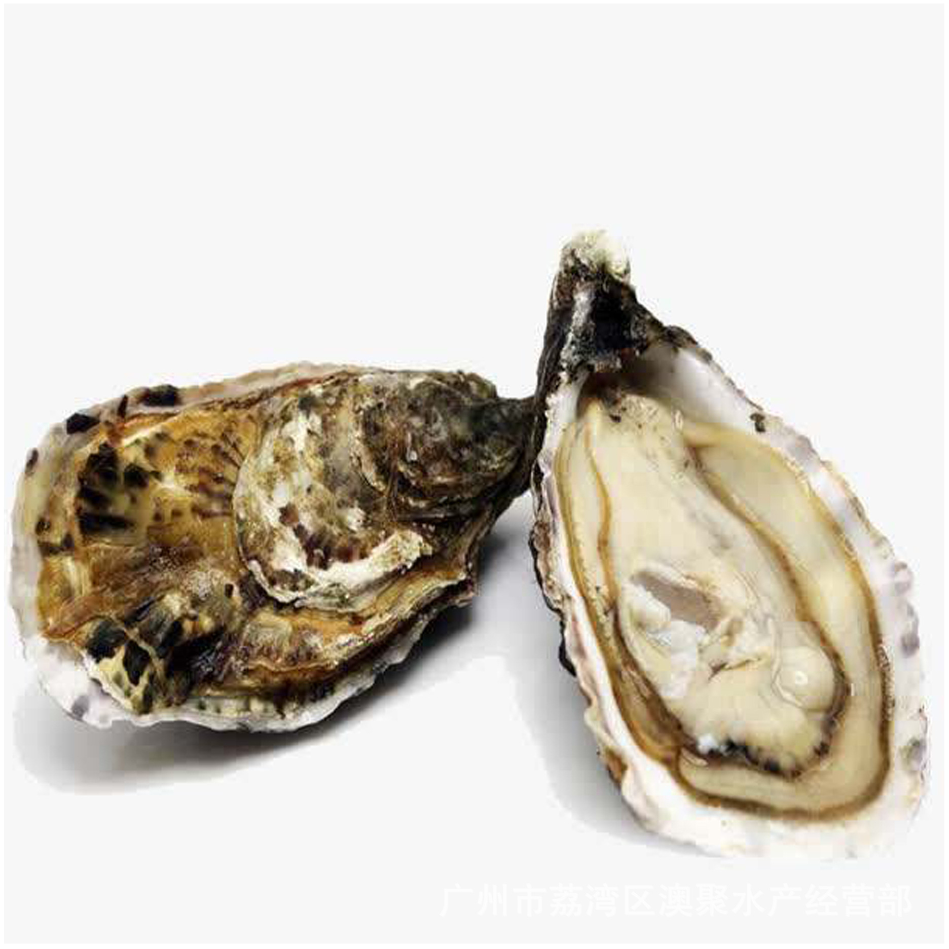海鲜 生蚝活鲜即食刺身牡蛎法国吉娜朵/吉拉多批发/1/2号日料食材