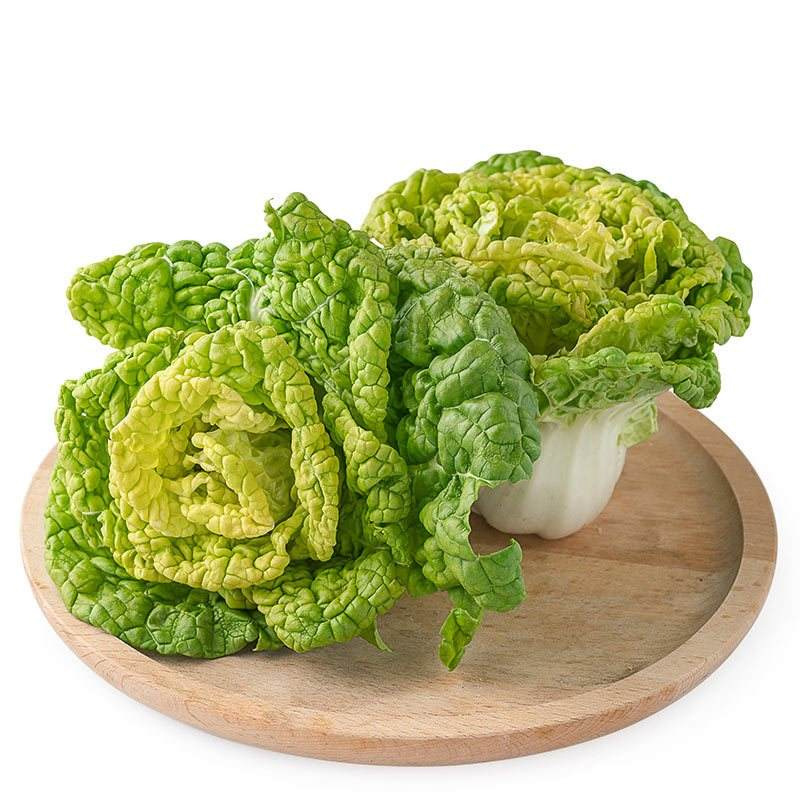 黄心乌塌菜种子皇妃春播秋种菊花菜大田抗病四季阳台庭院植物菜籽