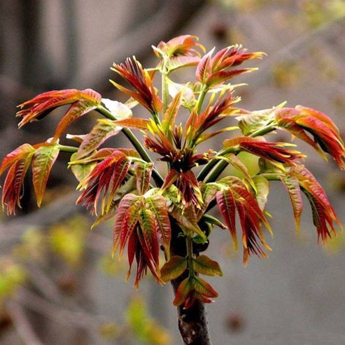 红油香椿苗 四季香椿树苗盆栽地栽香椿树苗南方北方种植树苗