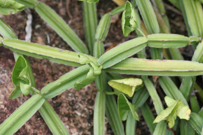 厂家直销 方茎青紫葛提取物10:1 方茎青紫葛粉 喷雾干燥 可定制