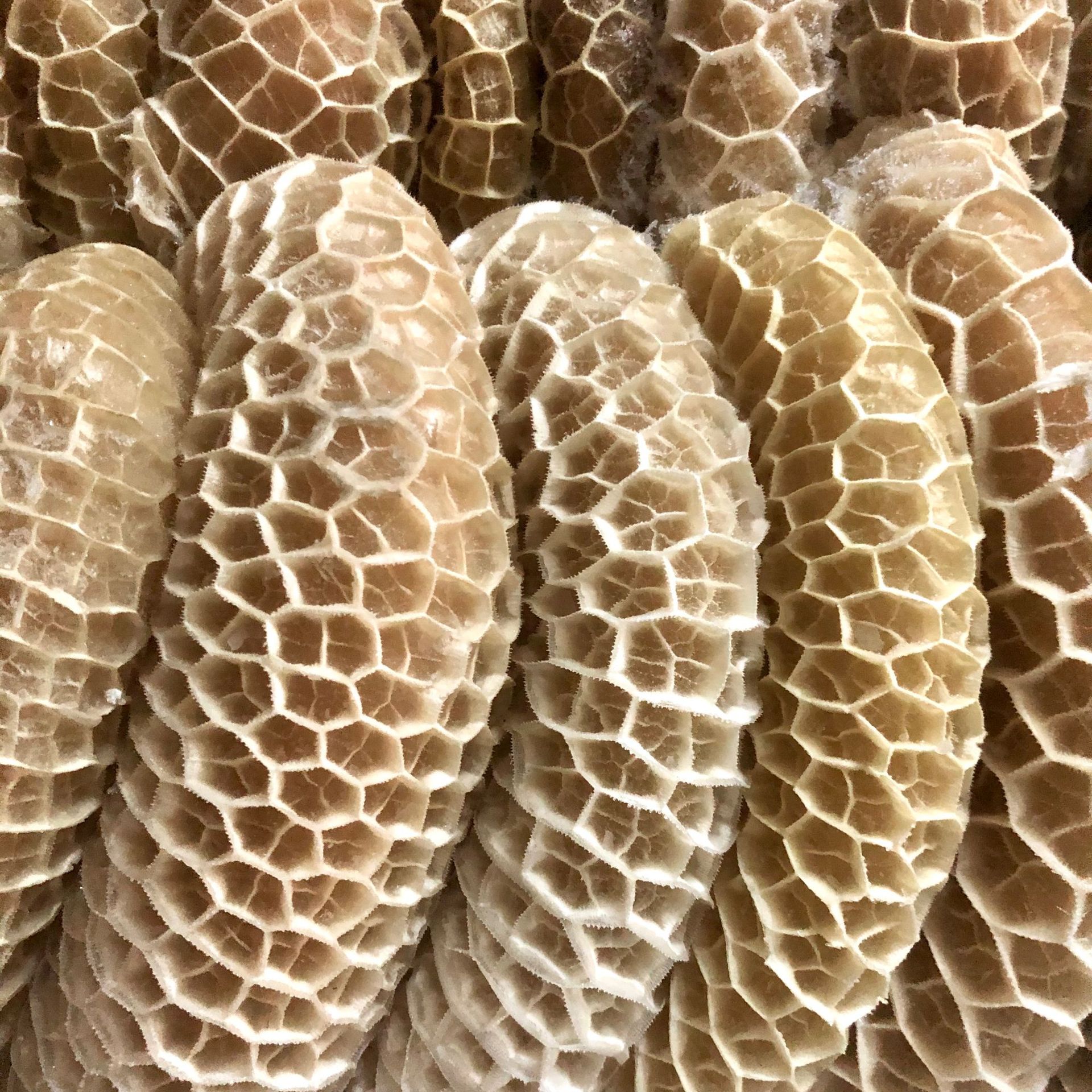 牛肚 牛肉肚 金钱肚 毛肚 牛胃 牛百叶 牛副 冷冻牛肉 1件40斤