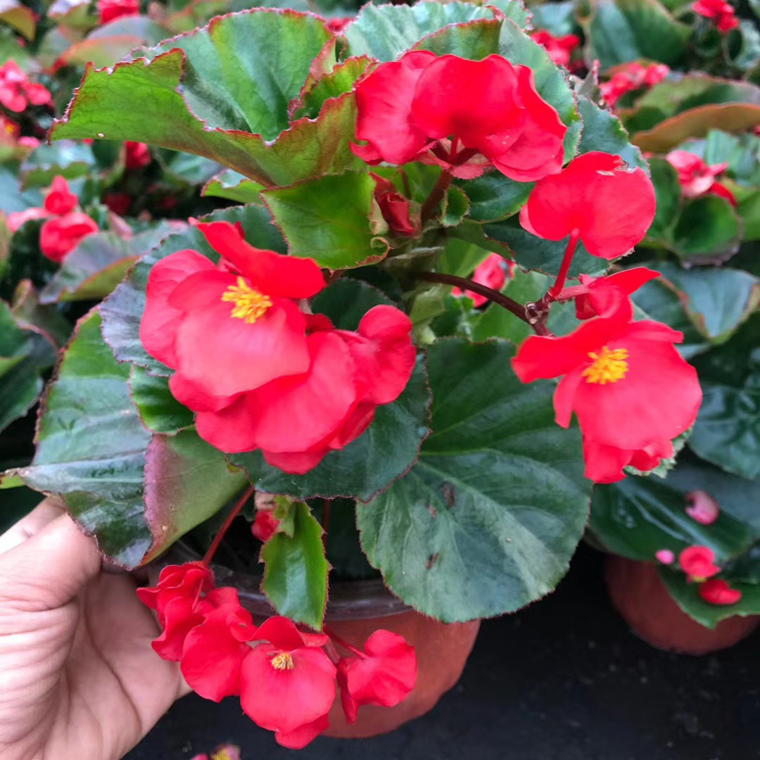 基地批发海棠花比格四季海棠绿植盆栽绿植量大价优一件代发-阿里巴巴