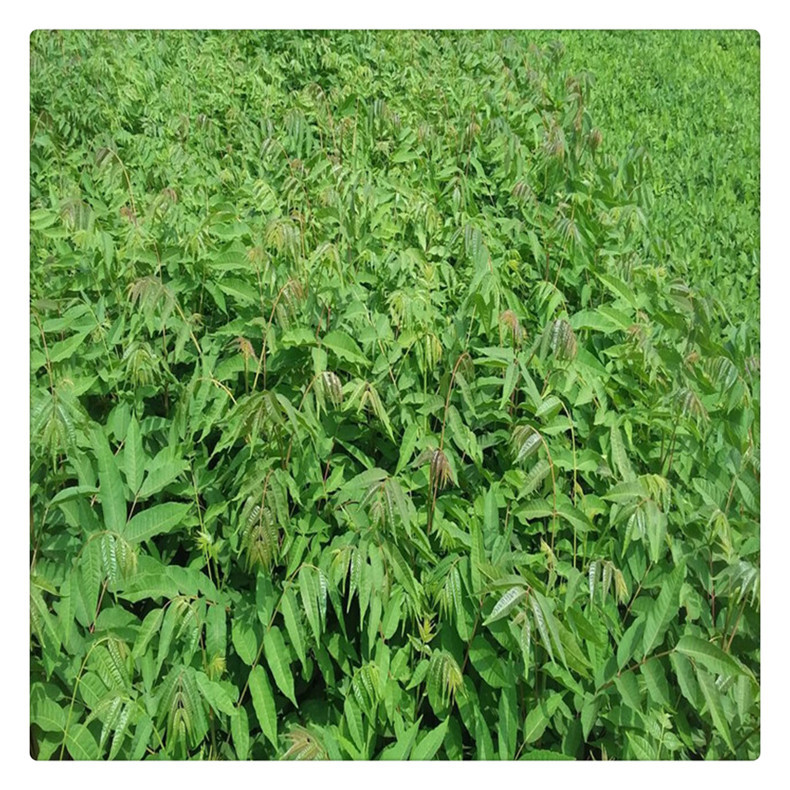 果树直销大棚香椿苗 产量高 农户直销抗旱抗寒红油香椿苗
