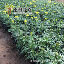 万寿菊 草花品种齐全 万寿菊种植基地 绿化园林用花 量大优惠