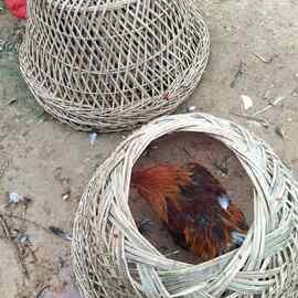 鸡罩,又名鸡笼,竹艺用品一件代发