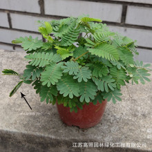 厂家货源批发室内阳台有趣绿植害羞草花卉感应草风笑草含羞草盆栽