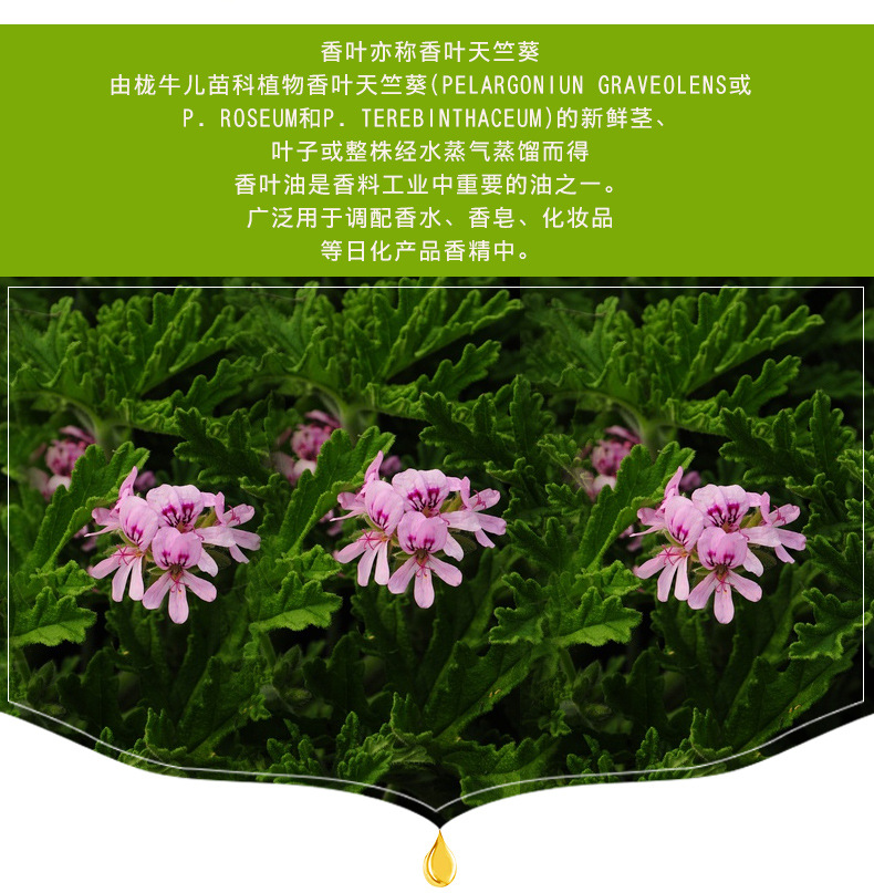 玫瑰和香叶醇样香气货号a-11-01品牌香叶油是否进口否型号a1产地江西