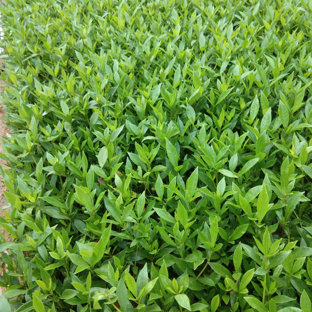 农户直供绿化工程地被苗 大叶栀子 四季常青 海栀子 小叶栀子