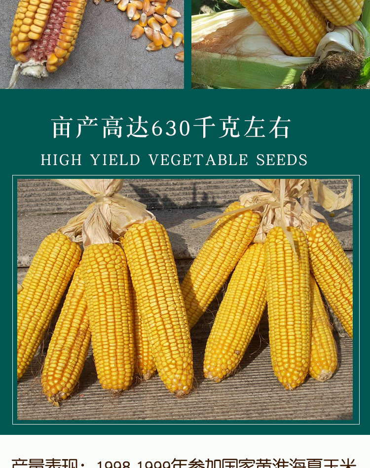 金博士郑单958玉米籽 农田菜园杂交大棒黄棒子抗倒伏玉米籽