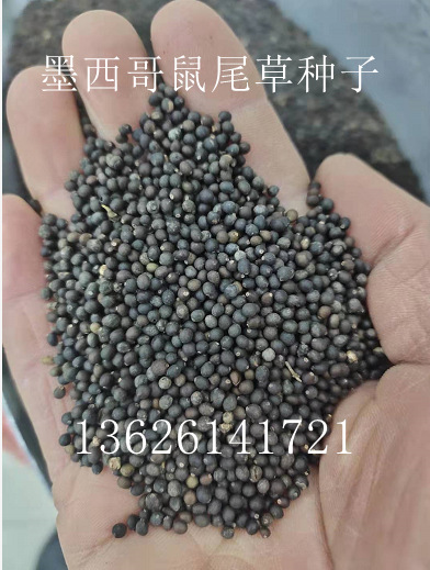 批发林下鼠尾草 兰花鼠尾草 鼠尾草种子