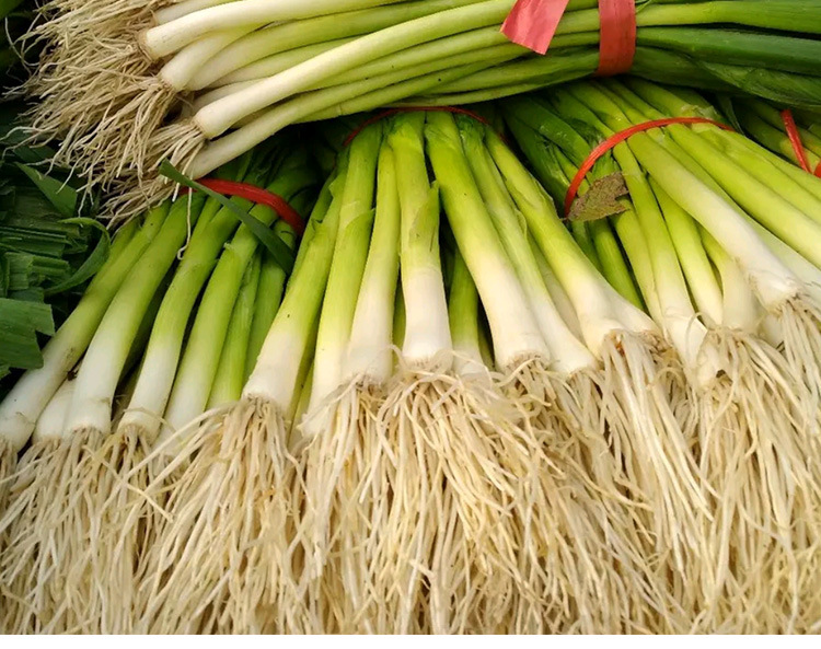 法国双味海蒜种子 农田菜园基地中熟茎叶粗壮无球形根蒜苗蔬菜籽