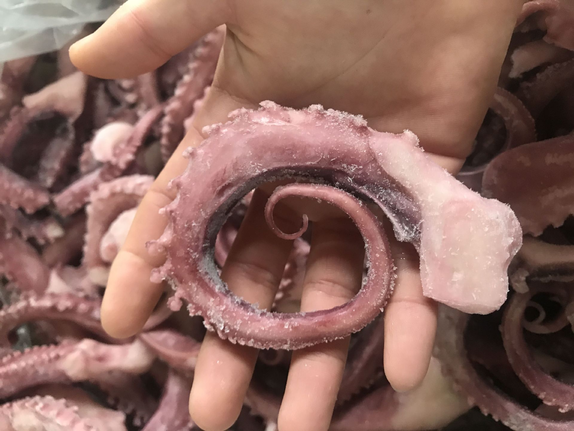 新鲜八爪鱼脚章鱼足新鲜章鱼须冷冻海鲜水产章鱼须串铁板香辣麻辣