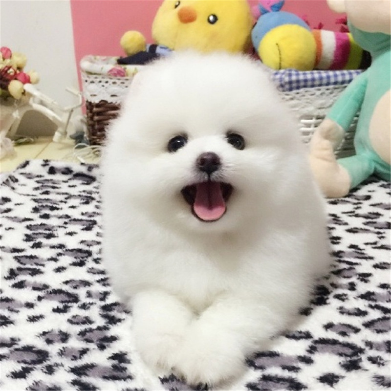 出售活体纯种博美犬幼犬纯种长不大宠物玩具白色宠物哈多利博美犬