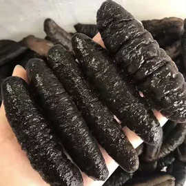一手货源土耳其海参米刺参进口野生疙瘩无刺米刺海参现货批发