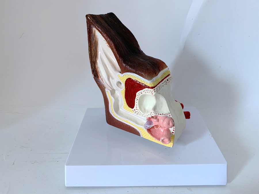 狗耳朵解剖放大 犬耳朵构造 够魔性 狗骨架 仿真狗犬耳解剖演示