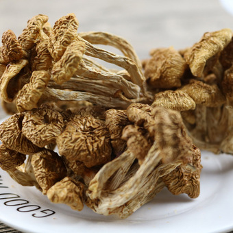 古田食用菌滑子菇 大叶滑子菇干货珍珠菇蘑菇 厂家直销批发