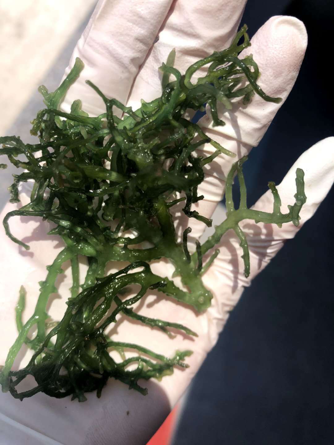 珊瑚菜 海菜,藻类 海藻类!-阿里巴巴