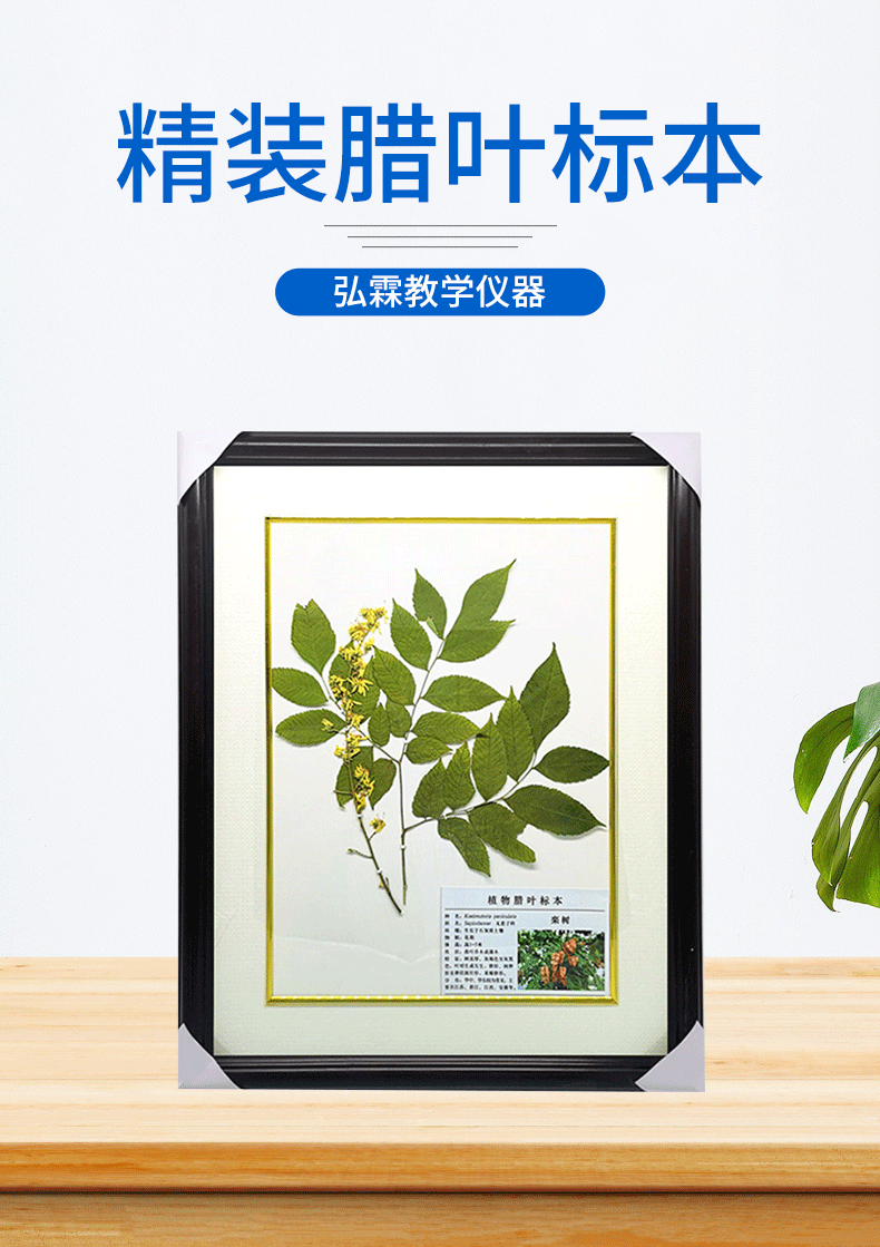 产地货源中药腊叶标本 木制精装自然大压制标本植物腊叶标本