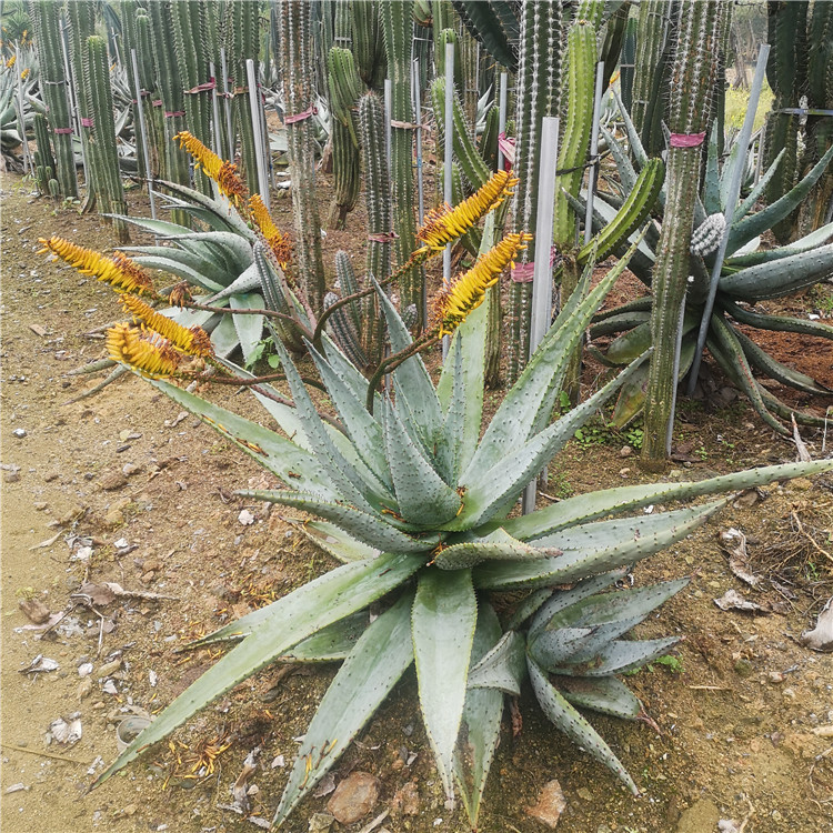 山地芦荟元宝芦荟百合科耐旱漳州热带沙漠植物生产基地鬼切盆栽