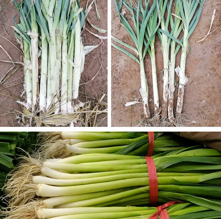 花旗蒜苗种子批发 农田菜园清香韭葱洋蒜苗青蒜苗蔬菜籽
