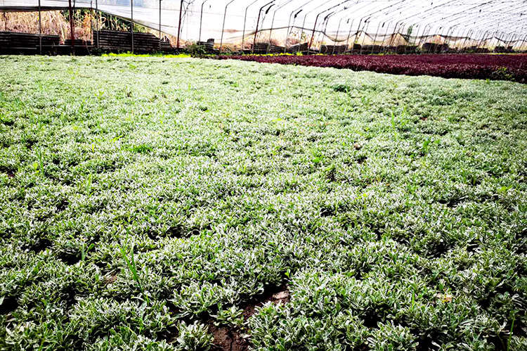 厂家批发五色草白草红绿草景观绿雕用草佛甲草彩叶草屋顶绿化用草