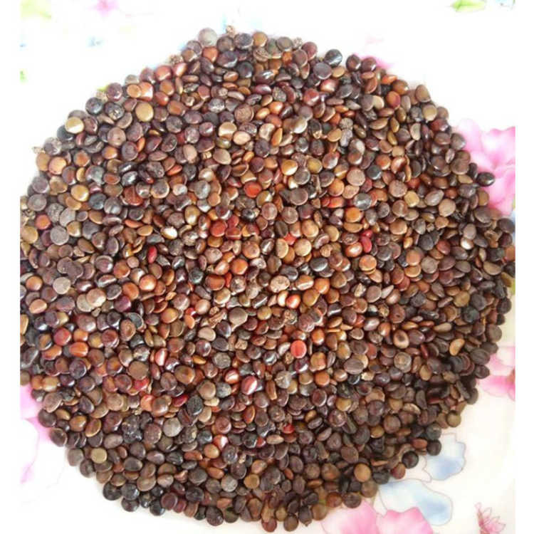 juzi产地陕西省安康市10月产新35元每公斤包邮枳椇子葛花粉枳椇子粉