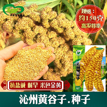 沁州黄谷子种子 农田基地种植抗盐碱抗旱黄谷黄米糯小米籽-阿里巴巴