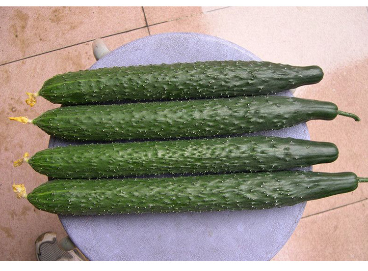 津研四号黄瓜种子孑农家水果蔬菜种籽高产耐寒早春四季播阳台盆栽