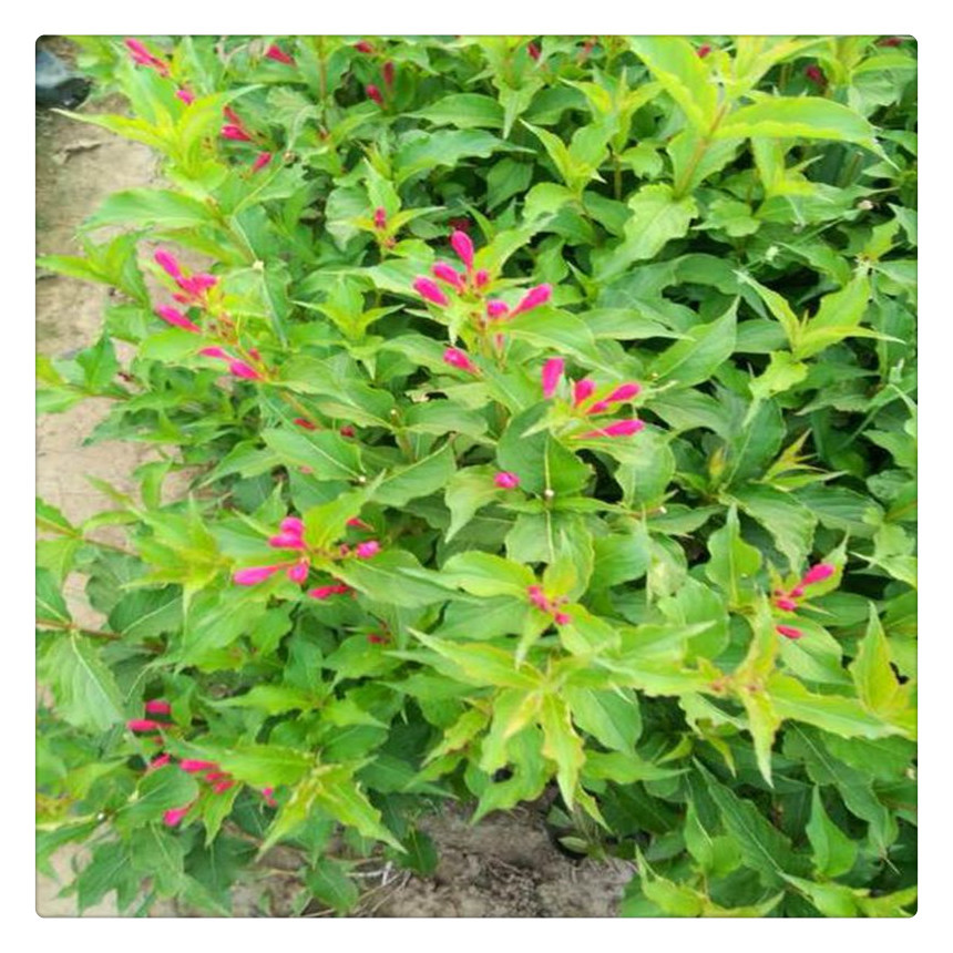 本地直供红王子锦带球 山东供应80公分1.2米1.5米锦带球 锦带苗