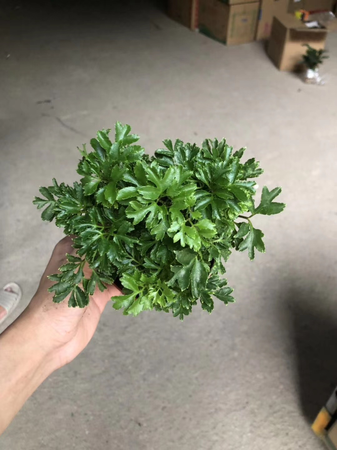 批发羽叶福禄桐室内净化空气绿植盆栽工程绿化观叶植物