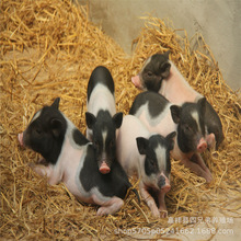 小香猪幼崽山东纯种巴马香猪繁殖基地低价巴马香猪欢迎选购