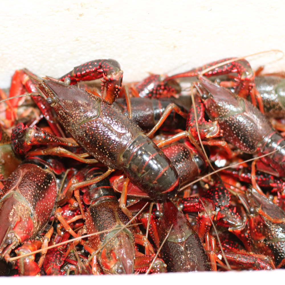 产地货源红虾2-4钱洪湖小龙虾 鲜活湖北淡水养殖潜江活龙虾批发